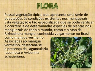 Possui vegetação típica, que apresenta uma série de
adaptações às condições existentes nos manguezais.
Esta vegetação é tão especializada que se pode verificar
a ocorrência de determinadas espécies de plantas nos
manguezais de todo o mundo, como é o caso da
Rizhophora mangle, conhecida vulgarmente no Brasil
como mangue vermelho.
Associadas ao mangue
vermelho, destacam-se
a presença da Laguncularia
racemosa e Avicennia
schaueriana.
 