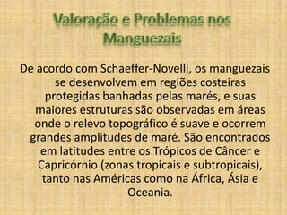 De acordo com Schaeffer-Novelli, os manguezais
       se desenvolvem em regiões costeiras
     protegidas banhadas pelas marés, e suas
  maiores estruturas são observadas em áreas
  onde o relevo topográfico é suave e ocorrem
 grandes amplitudes de maré. São encontrados
    em latitudes entre os Trópicos de Câncer e
   Capricórnio (zonas tropicais e subtropicais),
    tanto nas Américas como na África, Ásia e
                     Oceania.
 