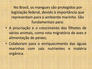No Brasil, os mangues são protegidos por
   legislação federal, devido à importância que
    representam para o ambiente marinho. São
                 fundamentais para:
• A procriação e o crescimento dos filhotes de
  vários animais, como rota migratória de aves e
  alimentação de peixes;
• Colaboram para o enriquecimento das águas
  marinhas com sais nutrientes e matéria
  orgânica.
 