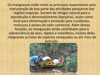 Os manguezais estão entre os principais responsáveis pela
 manutenção de boa parte das atividades pesqueiras das
    regiões tropicais. Servem de refúgio natural para a
  reprodução e desenvolvimento (berçário), assim como
    local para alimentação e proteção para crustáceos,
    moluscos e peixes de valor comercial. Além destas
     funções, os manguezais ainda contribuem para a
 sobrevivência de aves, répteis e mamíferos, muitos deles
integrando as listas de espécies ameaçadas ou em risco de
                          extinção.
 