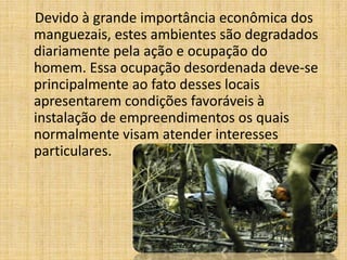Devido à grande importância econômica dos
manguezais, estes ambientes são degradados
diariamente pela ação e ocupação do
homem. Essa ocupação desordenada deve-se
principalmente ao fato desses locais
apresentarem condições favoráveis à
instalação de empreendimentos os quais
normalmente visam atender interesses
particulares.
 