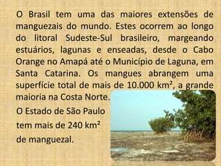 O Brasil tem uma das maiores extensões de
manguezais do mundo. Estes ocorrem ao longo
do litoral Sudeste-Sul brasileiro, margeando
estuários, lagunas e enseadas, desde o Cabo
Orange no Amapá até o Município de Laguna, em
Santa Catarina. Os mangues abrangem uma
superfície total de mais de 10.000 km², a grande
maioria na Costa Norte.
O Estado de São Paulo
tem mais de 240 km²
de manguezal.
 