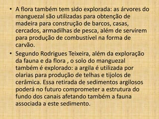 • A flora também tem sido explorada: as árvores do
  manguezal são utilizadas para obtenção de
  madeira para construção de barcos, casas,
  cercados, armadilhas de pesca, além de servirem
  para produção de combustível na forma de
  carvão.
• Segundo Rodrigues Teixeira, além da exploração
  da fauna e da flora , o solo do manguezal
  também é explorado: a argila é utilizada por
  olarias para produção de telhas e tijolos de
  cerâmica. Essa retirada de sedimentos argilosos
  poderá no futuro comprometer a estrutura do
  fundo dos canais afetando também a fauna
  associada a este sedimento.
 