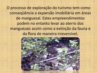 O processo de exploração do turismo tem como
 conseqüência a expansão imobiliária em áreas
     de manguezal. Estes empreendimentos
     podem no entanto levar ao aterro dos
  manguezais assim como a extinção da fauna e
        da flora de maneira irreversível.
 