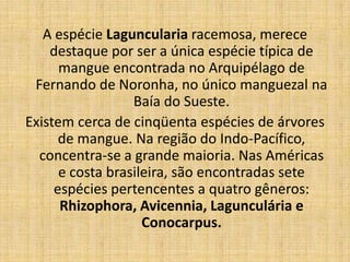 A espécie Laguncularia racemosa, merece
    destaque por ser a única espécie típica de
      mangue encontrada no Arquipélago de
 Fernando de Noronha, no único manguezal na
                  Baía do Sueste.
Existem cerca de cinqüenta espécies de árvores
      de mangue. Na região do Indo-Pacífico,
  concentra-se a grande maioria. Nas Américas
      e costa brasileira, são encontradas sete
     espécies pertencentes a quatro gêneros:
      Rhizophora, Avicennia, Lagunculária e
                    Conocarpus.
 