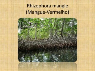 Rhizophora mangle
(Mangue-Vermelho)
 