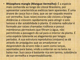 • Rhizophora mangle (Mangue-Vermelho): É a espécie
  mais conhecida ao longo do Litoral Brasileiro, por
  apresentar características exóticas bem aparentes. É uma
  árvore de casca lisa e clara, que ao ser raspado mostra
  cor vermelha. Suas raízes escoras são visíveis a longas
  distâncias e crescem rapidamente para atingir o solo
  lamoso e dar estabilidade à planta. O sistema radicular é
  formado por raízes chamadas rizóforos e possui
  membranas permeáveis que filtram a água, não
  permitindo a passagem do sal para o interior da planta. É
  uma espécie tolerante ao alagamento por longos
  períodos. A sua estrutura reprodutiva (vivíparo) se dá
  através de propágulos que ao amadurecer se
  desprendem da árvore mãe e caem como lanças,
  apontadas para baixo, vindo a enterrar-se na lama na
  baixa mar. Sua casca é bastante rica em tanino, substância
  de cor vermelha e impermeabilizante.
 
