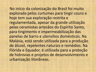 No início da colonização do Brasil foi muito
explorada pelos curtumes para tingir couro e
hoje tem sua exploração restrita e
regulamentada, apesar da grande utilização
pelas ceramistas artesãos do Espírito Santo,
para tingimento e impermeabilização das
panelas de barro e utensílios domésticos. Na
Malásia, está sendo utilizada para a produção
de álcool, repelentes naturais e remédios. Na
Flórida e Equador, é utilizada para a proteção
de hidrovias e projetos de desenvolvimento e
urbanização litorâneas.
 