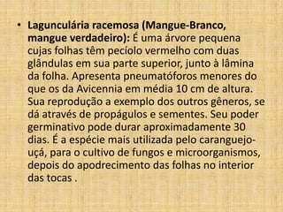 • Lagunculária racemosa (Mangue-Branco,
  mangue verdadeiro): É uma árvore pequena
  cujas folhas têm pecíolo vermelho com duas
  glândulas em sua parte superior, junto à lâmina
  da folha. Apresenta pneumatóforos menores do
  que os da Avicennia em média 10 cm de altura.
  Sua reprodução a exemplo dos outros gêneros, se
  dá através de propágulos e sementes. Seu poder
  germinativo pode durar aproximadamente 30
  dias. É a espécie mais utilizada pelo caranguejo-
  uçá, para o cultivo de fungos e microorganismos,
  depois do apodrecimento das folhas no interior
  das tocas .
 