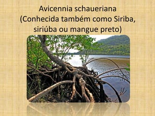 Avicennia schaueriana
(Conhecida também como Siriba,
   siriúba ou mangue preto)
 