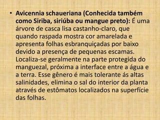 • Avicennia schaueriana (Conhecida também
  como Siriba, siriúba ou mangue preto): É uma
  árvore de casca lisa castanho-claro, que
  quando raspada mostra cor amarelada e
  apresenta folhas esbranquiçadas por baixo
  devido a presença de pequenas escamas.
  Localiza-se geralmente na parte protegida do
  manguezal, próxima a interface entre a água e
  a terra. Esse gênero é mais tolerante ás altas
  salinidades, elimina o sal do interior da planta
  através de estômatos localizados na superfície
  das folhas.
 