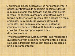O sistema radicular desenvolve-se horizontalmente, a
poucos centímetros da superfície da lama e dessas
raízes axiais saem ramificações que crescem eretas
(aéreas), conhecidas como pneumatóforos, com a
função de fazer a troca gasosa entre a planta e o meio
ambiente. De reprodução vivípara através de
sementes, que podem manter o seu potencial
germinativo por até 100 dias, flutuando na água até
encontrar local apropriado para o seu
desenvolvimento.
 Avicennia germinas (Mangue Preto) São manguezais
que desenvolvem-se melhor em ambientes de baixa
salinidade. Possuem folhas com forma lanceolada e
brilho bastante intenso.
 