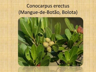 Conocarpus erectus
(Mangue-de-Botão, Bolota)
 