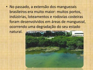 • No passado, a extensão dos manguezais
  brasileiros era muito maior: muitos portos,
  indústrias, loteamentos e rodovias costeiras
  foram desenvolvidos em áreas de manguezal,
  ocorrendo uma degradação do seu estado
  natural.
 