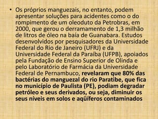 • Os próprios manguezais, no entanto, podem
  apresentar soluções para acidentes como o do
  rompimento de um oleoduto da Petrobras, em
  2000, que gerou o derramamento de 1,3 milhão
  de litros de óleo na baía de Guanabara. Estudos
  desenvolvidos por pesquisadores da Universidade
  Federal do Rio de Janeiro (UFRJ) e da
  Universidade Federal da Paraíba (UFPB), apoiados
  pela Fundação de Ensino Superior de Olinda e
  pelo Laboratório de Farmácia da Universidade
  Federal de Pernambuco, revelaram que 80% das
  bactérias do manguezal do rio Paratibe, que fica
  no município de Paulista (PE), podiam degradar
  petróleo e seus derivados, ou seja, diminuir os
  seus níveis em solos e aqüíferos contaminados
 