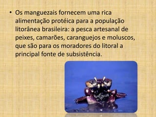 • Os manguezais fornecem uma rica
  alimentação protéica para a população
  litorânea brasileira: a pesca artesanal de
  peixes, camarões, caranguejos e moluscos,
  que são para os moradores do litoral a
  principal fonte de subsistência.
 