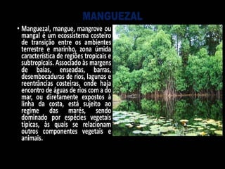 Manguezal