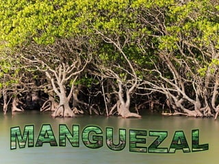 Manguezal