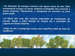 <ul><li>As florestas de mangue crescem nas águas rasas do mar. Este ecossistema ocupou as áreas costeiras protegidas dos o...