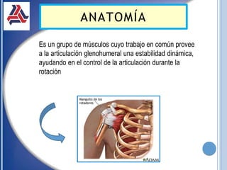 ANATOMÍA
Es un grupo de músculos cuyo trabajo en común provee
a la articulación glenohumeral una estabilidad dinámica,
ayudando en el control de la articulación durante la
rotación
 