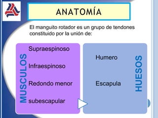 MUSCULOS
Redondo menor
subescapular
HUESOS
El manguito rotador es un grupo de tendones
constituido por la unión de:
Supraespinoso
Humero
Infraespinoso
Escapula
ANATOMÍA
 