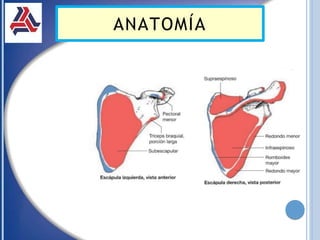 ANATOMÍA
 
