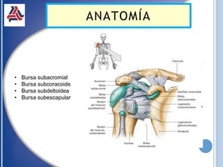 ANATOMÍA
• Bursa subacromial
• Bursa subcoracoide
• Bursa subdeltoidea
• Bursa subescapular
 