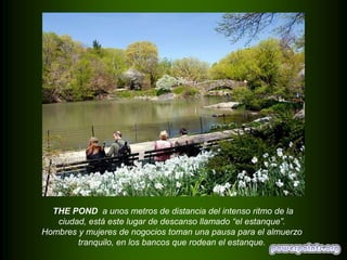 THE POND a unos metros de distancia del intenso ritmo de la
ciudad, está este lugar de descanso llamado “el estanque”.
Hombres y mujeres de nogocios toman una pausa para el almuerzo
tranquilo, en los bancos que rodean el estanque.

 