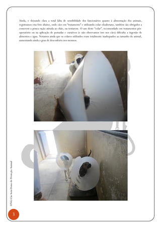 3
ONGCãoSemDonodeProteçãoAnimal
Ainda, e deixando clara a total falta de sensibilidade dos funcionários quanto à alimentação dos animais,
registramos esta foto abaixo, onde cães em “tratamento” e utilizando colar elizabetano, também são obrigados a
comerem a pouca ração atirada ao chão, ou tentarem. O uso deste “colar”, recomendado em tratamentos pós-
operatório ou na aplicação de pomadas e curativos (e não observamos isso nos cães) dificulta a ingestão de
alimentos e água. Notamos ainda que os colares utilizados eram totalmente inadequados ao tamanho do animal,
aumentando ainda o grau de desconforto nos mesmos.
 