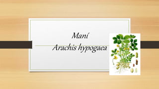 Maní
Arachis hypogaea
 