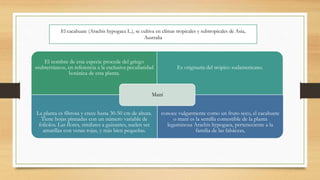 El nombre de esta especie procede del griego
«subterráneo», en referencia a la exclusiva peculiaridad
botánica de esta planta.
Es originaria del trópico sudamericano.
La planta es fibrosa y crece hasta 30-50 cm de altura.
Tiene hojas pinnadas con un número variable de
foliolos. Las flores, similares a guisantes, suelen ser
amarillas con venas rojas, y más bien pequeñas.
conoce vulgarmente como un fruto seco, el cacahuete
o maní es la semilla comestible de la planta
leguminosa Arachis hypogaea, perteneciente a la
familia de las fabáceas,
Maní
El cacahuate (Arachis hypogaea L.), se cultiva en climas tropicales y subtropicales de Asia,
Australia
 