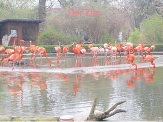 Der Zoo
 