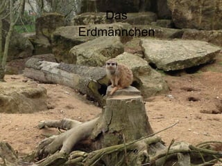Das
Erdmännchen
 