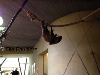Die Faultiere
 