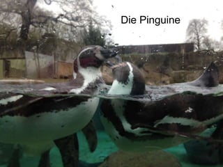 Die Pinguine
 