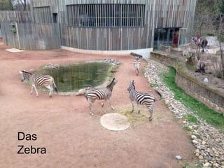 Das
Zebra
 