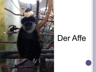 Der Affe
 