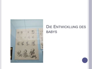 DIE ENTWICKLUNG DES
BABYS
 