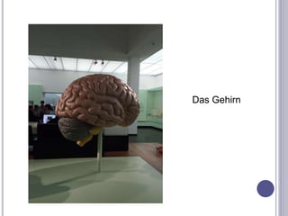 Das Gehirn
 