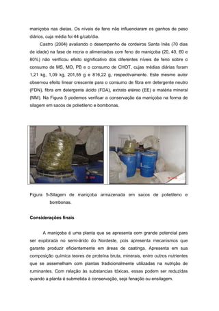 maniçoba nas dietas. Os níveis de feno não influenciaram os ganhos de peso
diários, cuja média foi 44 g/cab/dia.
Castro (2004) avaliando o desempenho de cordeiros Santa Inês (70 dias
de idade) na fase de recria e alimentados com feno de maniçoba (20, 40, 60 e
80%) não verificou efeito significativo dos diferentes níveis de feno sobre o
consumo de MS, MO, PB e o consumo de CHOT, cujas médias diárias foram
1,21 kg, 1,09 kg, 201,55 g e 816,22 g, respectivamente. Este mesmo autor
observou efeito linear crescente para o consumo de fibra em detergente neutro
(FDN), fibra em detergente ácido (FDA), extrato etéreo (EE) e matéria mineral
(MM). Na Figura 5 podemos verificar a conservação da maniçoba na forma de
silagem em sacos de polietileno e bombonas.
Figura 5-Silagem de maniçoba armazenada em sacos de polietileno e
bombonas.
Considerações finais
A maniçoba é uma planta que se apresenta com grande potencial para
ser explorada no semi-árido do Nordeste, pois apresenta mecanismos que
garante produzir eficientemente em áreas de caatinga. Apresenta em sua
composição química teores de proteína bruta, minerais, entre outros nutrientes
que se assemelham com plantas tradicionalmente utilizadas na nutrição de
ruminantes. Com relação às substancias tóxicas, essas podem ser reduzidas
quando a planta é submetida à conservação, seja fenação ou ensilagem.
 