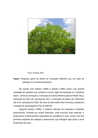 Fonte: Andrade, 2003
Figura 1-Aspecto geral da planta de maniçoba (Manihot sp.) em área de
caatinga no Curimataú paraibano.
De acordo com Nassar (1989) e Soares (1995) existe uma grande
variedade de espécies que recebem o nome vulgar de maniçoba ou “mandioca
brava”, sendo as principais a maniçoba do Ceará (Manihot glaziovii Muell. Arg.),
maniçoba do Piauí (M. piauhyensis Ule.) e maniçoba da Bahia (M. dichotoma
Ule e M. caerulescens Pohl). Na área do Sub-médio São Francisco, predomina
a espécie M. pseudoglazovii Pax & Hoffman.
Segundo Soares (1989), o sistema radicular da maniçoba é bastante
desenvolvido, formado por raízes tuberosas, onde acumula suas reservas, e
proporciona à planta grande capacidade de resistência à seca, sendo uma das
primeiras espécies da caatinga a desenvolver sua folhagem logo após o início
do período chuvoso.
 