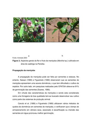 a b
Fonte: Andrade 2003
Figura 3. Aspectos gerais da flor e fruto da maniçoba (Manihot sp.) cultivada em
área de caatinga na Paraíba.
Propagação da maniçoba
A propagação da maniçoba pode ser feita por sementes e estacas. No
entanto, Nassar (1989) e Figueiredo (1989) observaram que as sementes de
maniçoba apresentam uma severa dormência, o que tem dificultado o cultivo da
espécie. Por outro lado, em pesquisas realizadas pelo CPATSA obteve-se 81%
de germinação das sementes (Soares, 1989).
Em virtude das características da maniçoba e sendo esta considerada
como uma forrageira de boa qualidade tem-se buscado desenvolver seu cultivo
como parte dos sistemas de produção animal.
Canuto et al. (1989) e Figueiredo (1989) utilizaram vários métodos de
quebra de dormência em sementes de maniçoba, e verificaram que o tempo de
armazenamento em câmara seca, associado à escarificação ou imersão das
sementes em água promoveu melhor germinação.
 