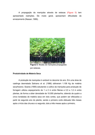 A propagação da maniçoba através de estacas (Figura 5) tem
apresentado restrições. De modo geral, apresentam dificuldade de
enraizamento (Nassar, 1989).
Figura 5. Mudas de maniçoba propagadas
por estacas.
Produtividade de Materia Seca
A produção de maniçoba é variável no decorrer do ano. Em uma área de
caatinga desmatada Salviano et al. (1986) obtiveram 1.106 Kg de matéria
seca/ha/ano. Soares (1995) estudando o cultivo da maniçoba para produção de
forragem utilizou espaçamento de 1 a 2 m entre fileiras e 0,5 a 1,0 m entre
plantas, de forma a obter densidade de 10.000 plantas/ha, obtendo de quatro a
cinco toneladas de matéria seca em dois cortes, que podem ser efetuados a
partir do segundo ano do plantio, sendo o primeiro corte efetuado três meses
após o início das chuvas e o segundo, dois a três meses após o primeiro.
 