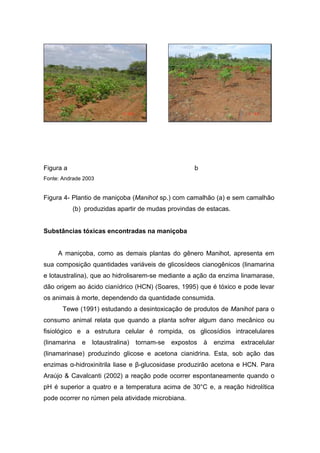 Figura a b
Fonte: Andrade 2003
Figura 4- Plantio de maniçoba (Manihot sp.) com camalhão (a) e sem camalhão
(b) produzidas apartir de mudas provindas de estacas.
Substâncias tóxicas encontradas na maniçoba
A maniçoba, como as demais plantas do gênero Manihot, apresenta em
sua composição quantidades variáveis de glicosídeos cianogênicos (linamarina
e lotaustralina), que ao hidrolisarem-se mediante a ação da enzima linamarase,
dão origem ao ácido cianídrico (HCN) (Soares, 1995) que é tóxico e pode levar
os animais à morte, dependendo da quantidade consumida.
Tewe (1991) estudando a desintoxicação de produtos de Manihot para o
consumo animal relata que quando a planta sofrer algum dano mecânico ou
fisiológico e a estrutura celular é rompida, os glicosídios intracelulares
(linamarina e lotaustralina) tornam-se expostos à enzima extracelular
(linamarinase) produzindo glicose e acetona cianidrina. Esta, sob ação das
enzimas α-hidroxinitrila liase e β-glucosidase produzirão acetona e HCN. Para
Araújo & Cavalcanti (2002) a reação pode ocorrer espontaneamente quando o
pH é superior a quatro e a temperatura acima de 30°C e, a reação hidrolítica
pode ocorrer no rúmen pela atividade microbiana.
 