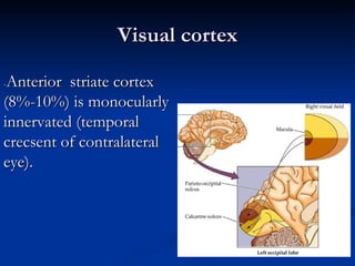 Contralateral Processing For Vision Anatomy and Lesions of Visual Pathways | PPT