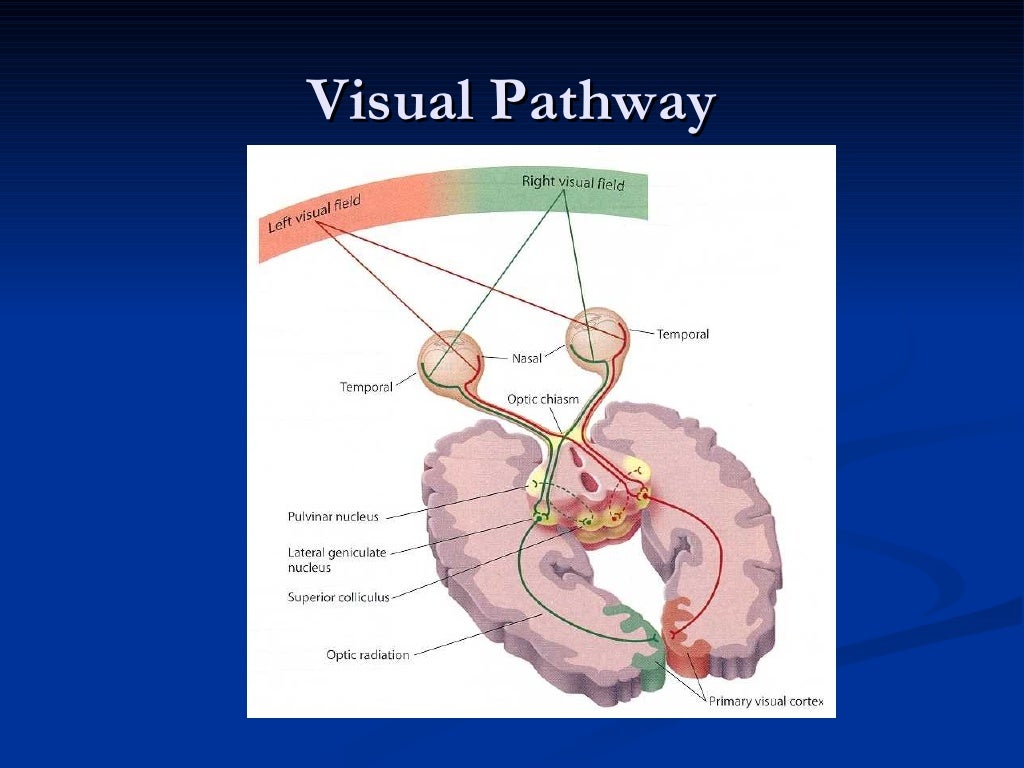 Anatomy and Lesions of Visual Pathways