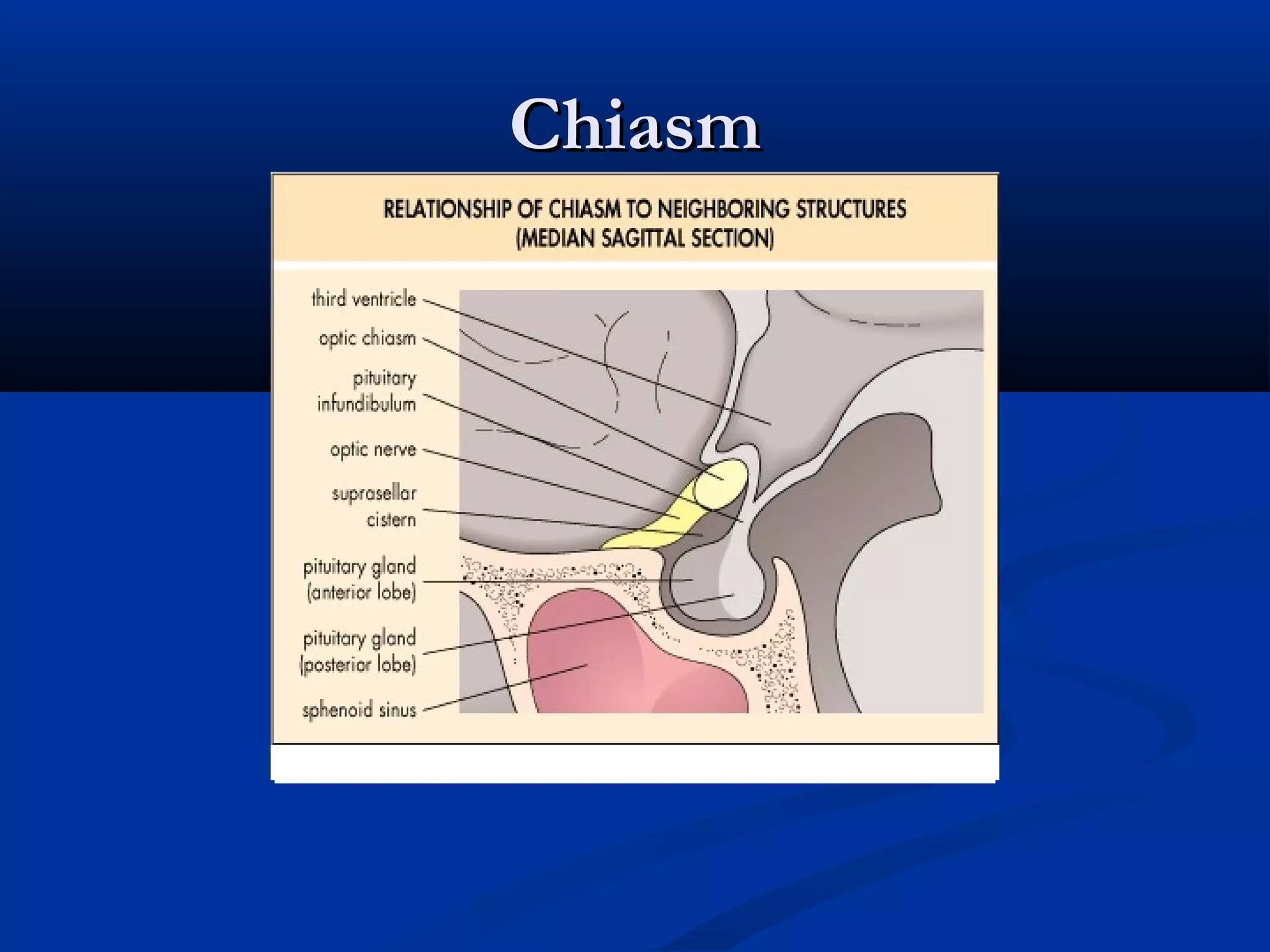 ChiasmChiasm
 