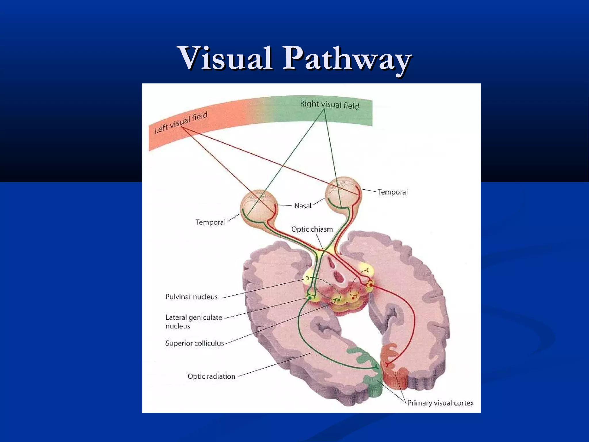 Visual PathwayVisual Pathway
 