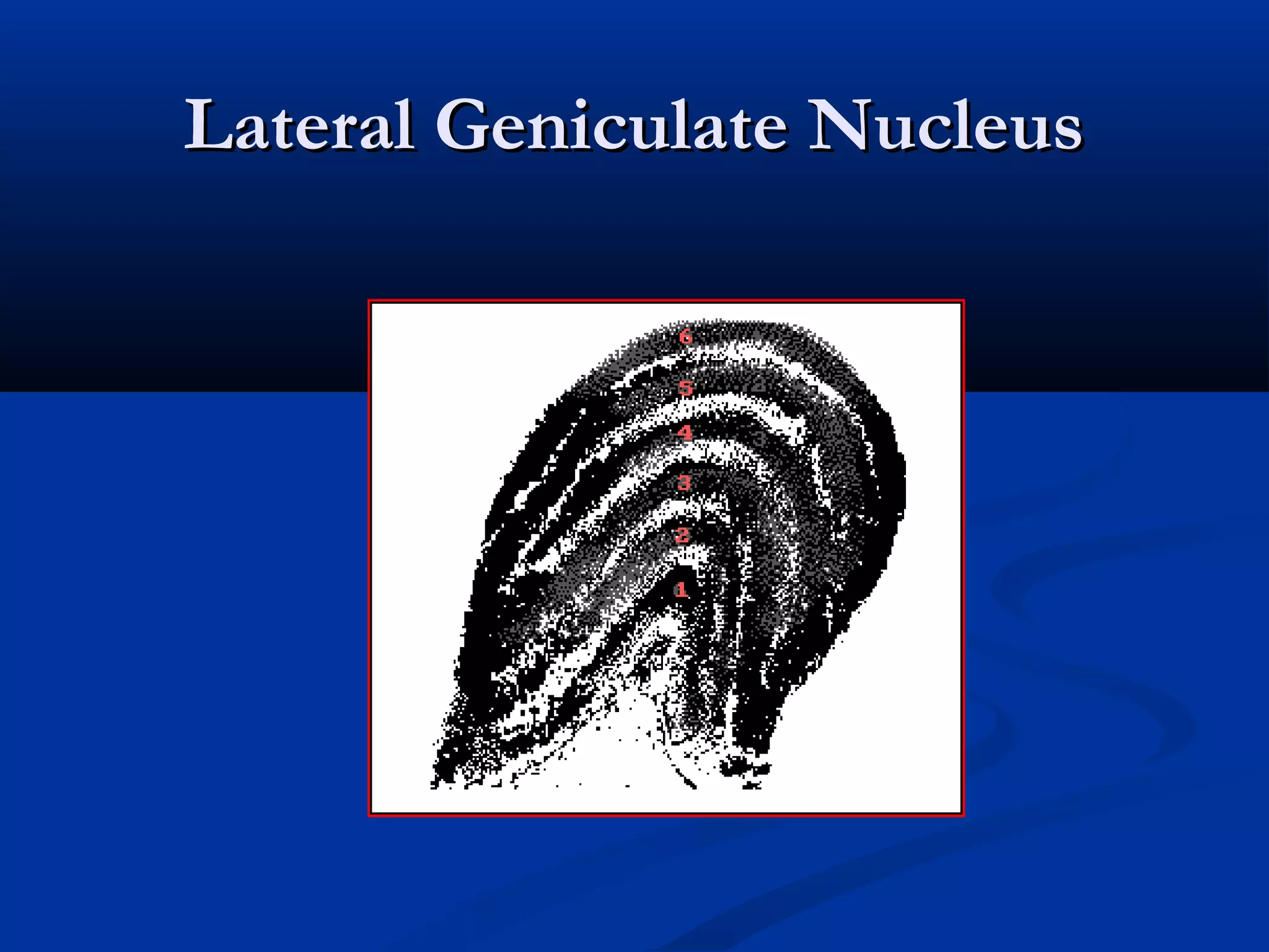 Lateral Geniculate NucleusLateral Geniculate Nucleus
 