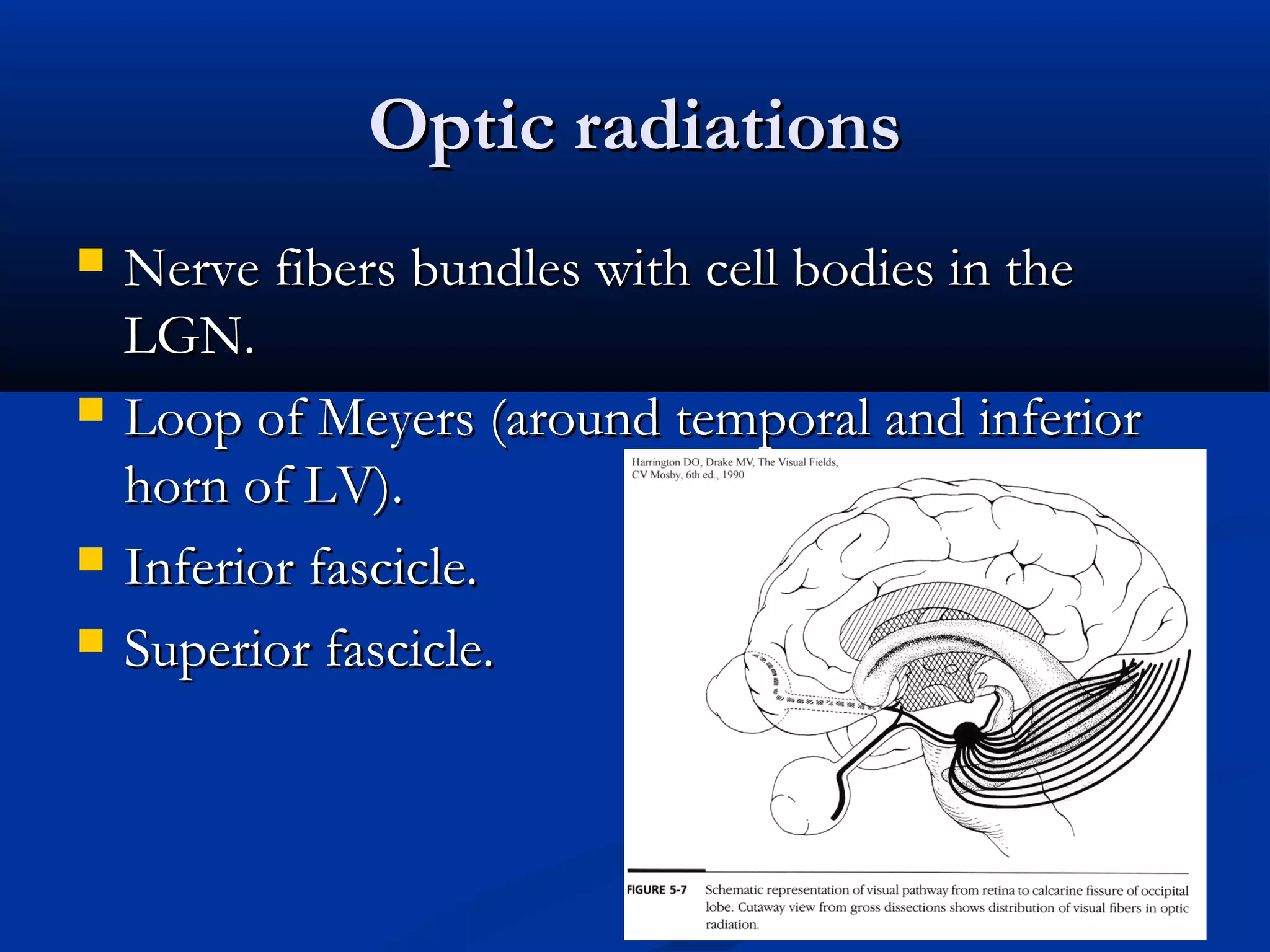 Optic radiationsOptic radiations
 Nerve fibers bundles with cell bodies in theNerve fibers bundles with cell bodies in the
LGN.LGN.
 Loop of Meyers (around temporal and inferiorLoop of Meyers (around temporal and inferior
horn of LV).horn of LV).
 Inferior fascicle.Inferior fascicle.
 Superior fascicle.Superior fascicle.
 